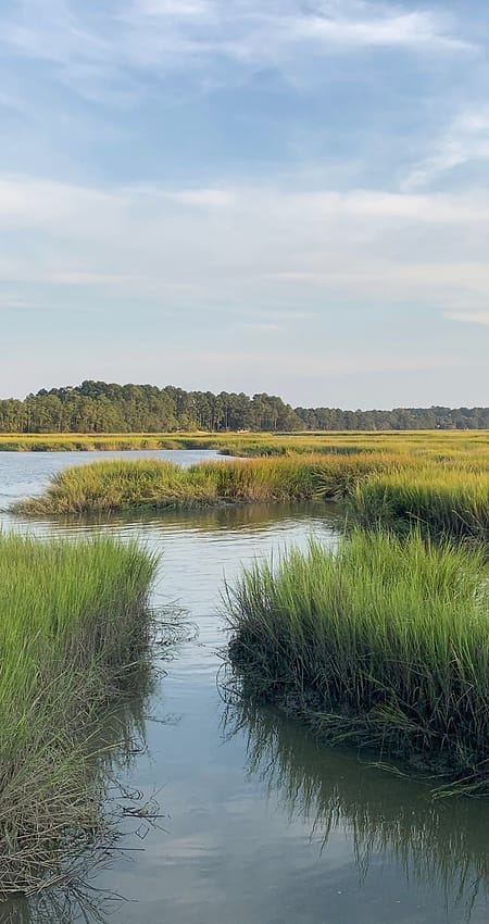 A tidal marsh channel winding through tall grass toward a line of trees.